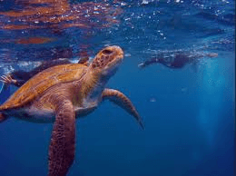 Turtle Snorkeling Tour by Boat – 2